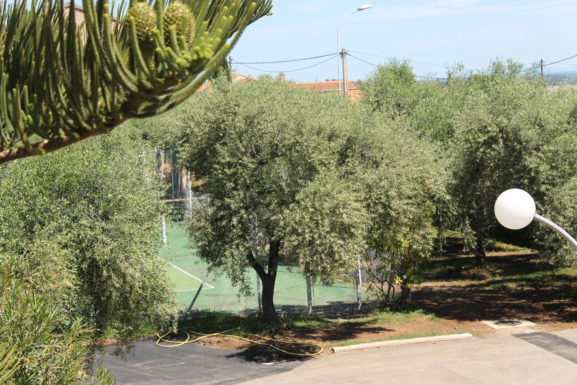 Domaine Le Clos Des Oliviers Sorbo-Ocagnano Номер фото